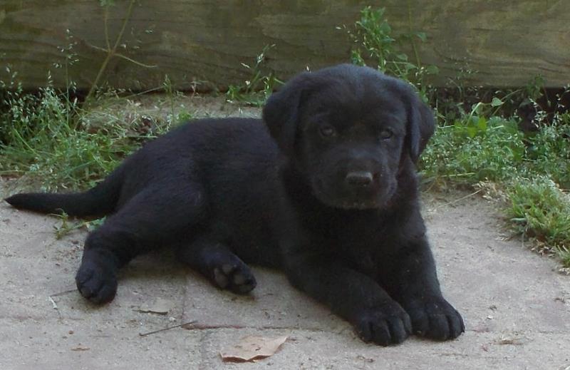 Black lab puppy at Happy Lab Kennels