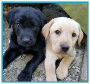 Black and yellow lab puppies at Happy Lab Kennels
