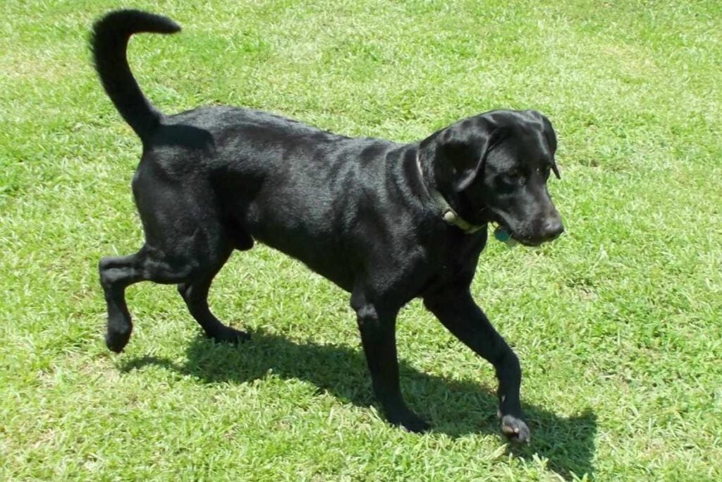Willy, one of our black male breeder labs at Happy Lab Kennels