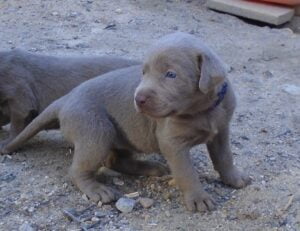 Silver lab puppies at Happy Lab Kennels