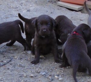 Black lab puppies at Happy Lab Kennels