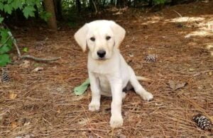 Yellow lab puppy at Happy Lab Kennels